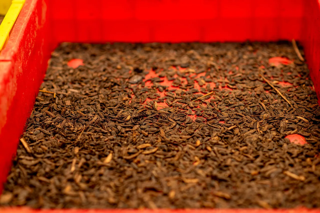 Black soldier fly larvae used in CorpusFeed circular input production
