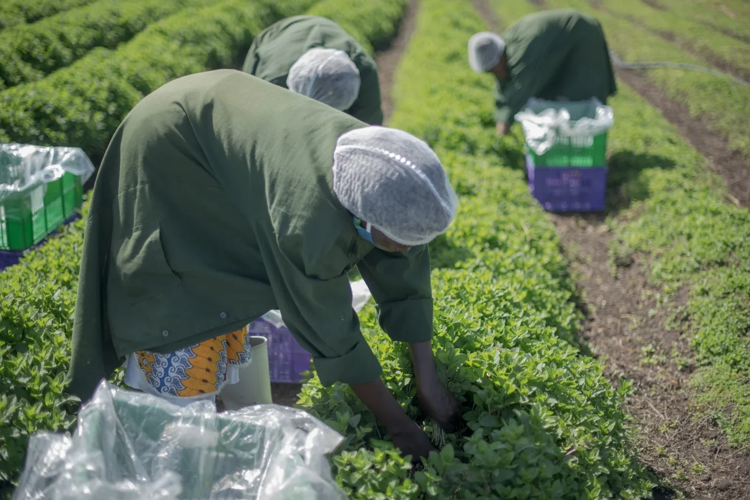 CorpusFeed herb harvesting for buyer supply
