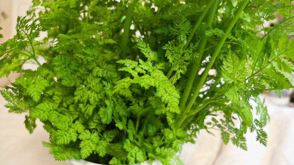 Chervil herb portfolio listing for CorpusFeed product supply