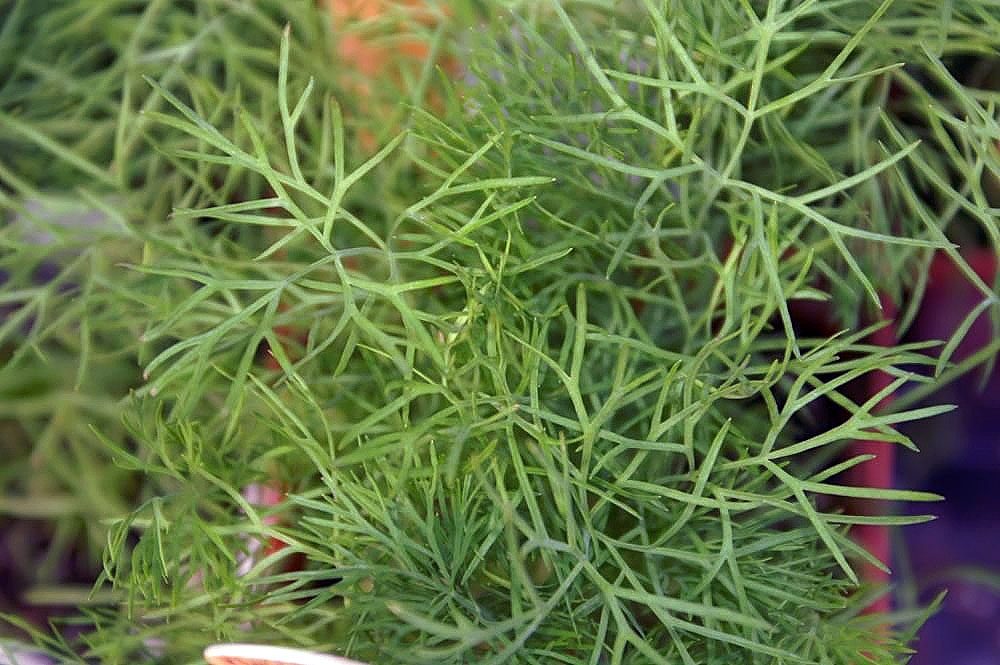 Dill herb portfolio listing for CorpusFeed product supply