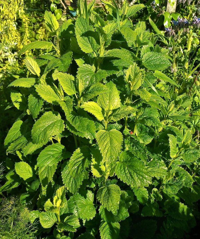 Lemon balm herb portfolio listing for CorpusFeed product supply