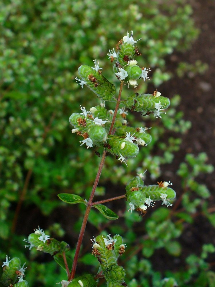 Marjoram herb portfolio listing for CorpusFeed product supply