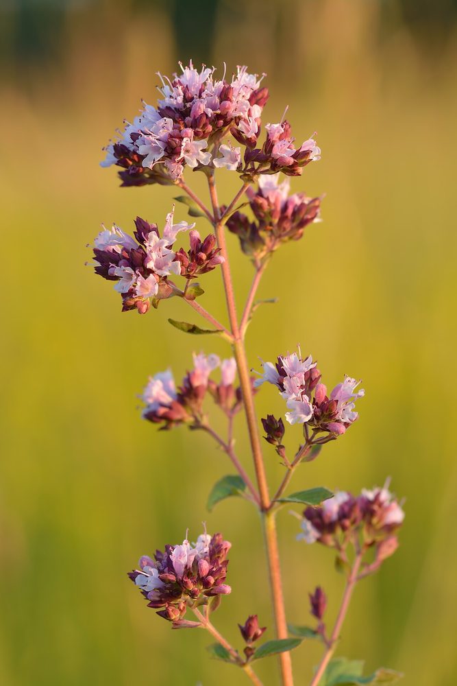 Oregano herb portfolio listing for CorpusFeed product supply