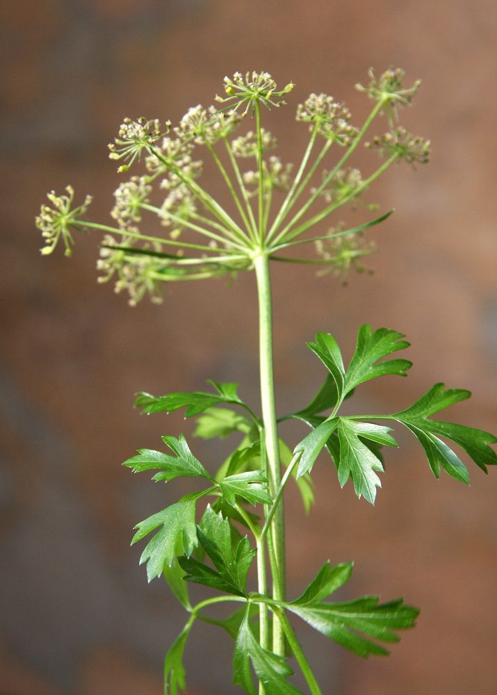 Parsley herb portfolio listing for CorpusFeed product supply