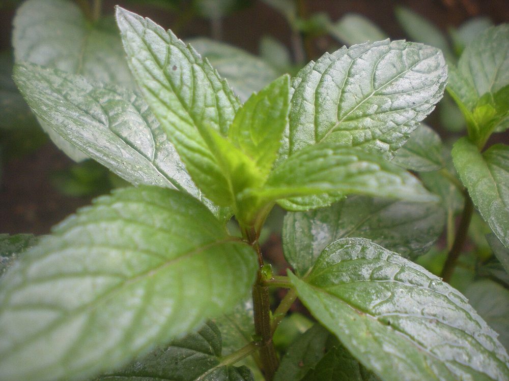 Peppermint herb portfolio listing for CorpusFeed product supply