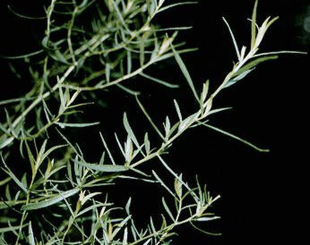 Tarragon herb portfolio listing for CorpusFeed product supply